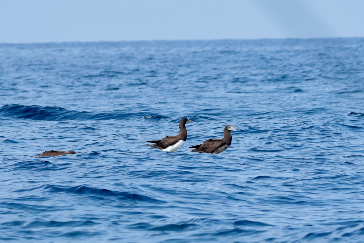 Cocos Booby - ML647204150