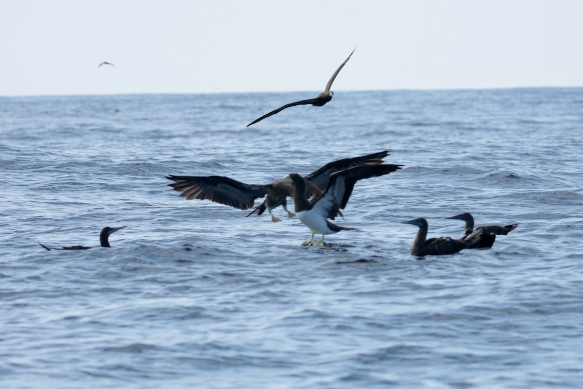 Cocos Booby - ML647204151