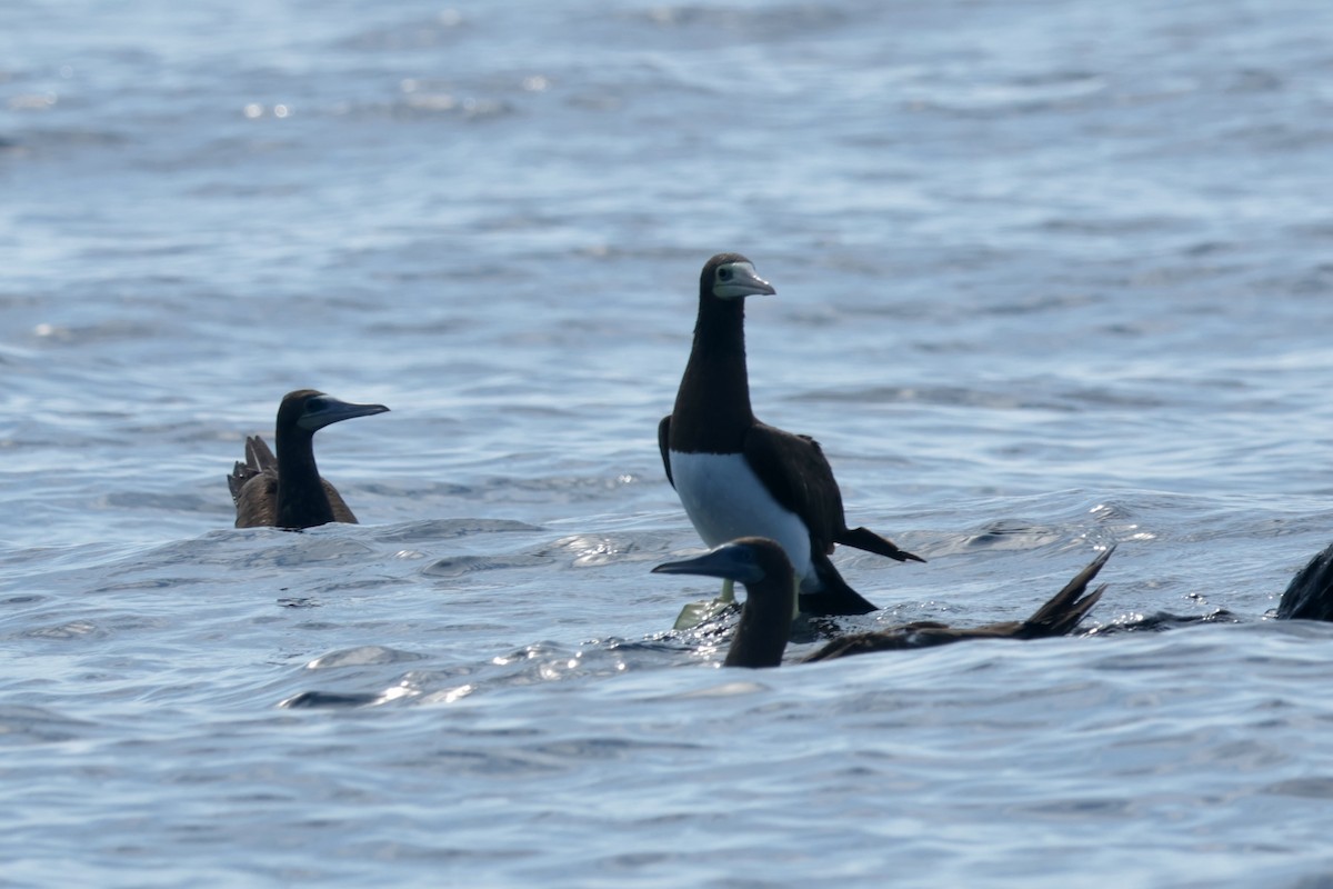 Cocos Booby - ML647204152