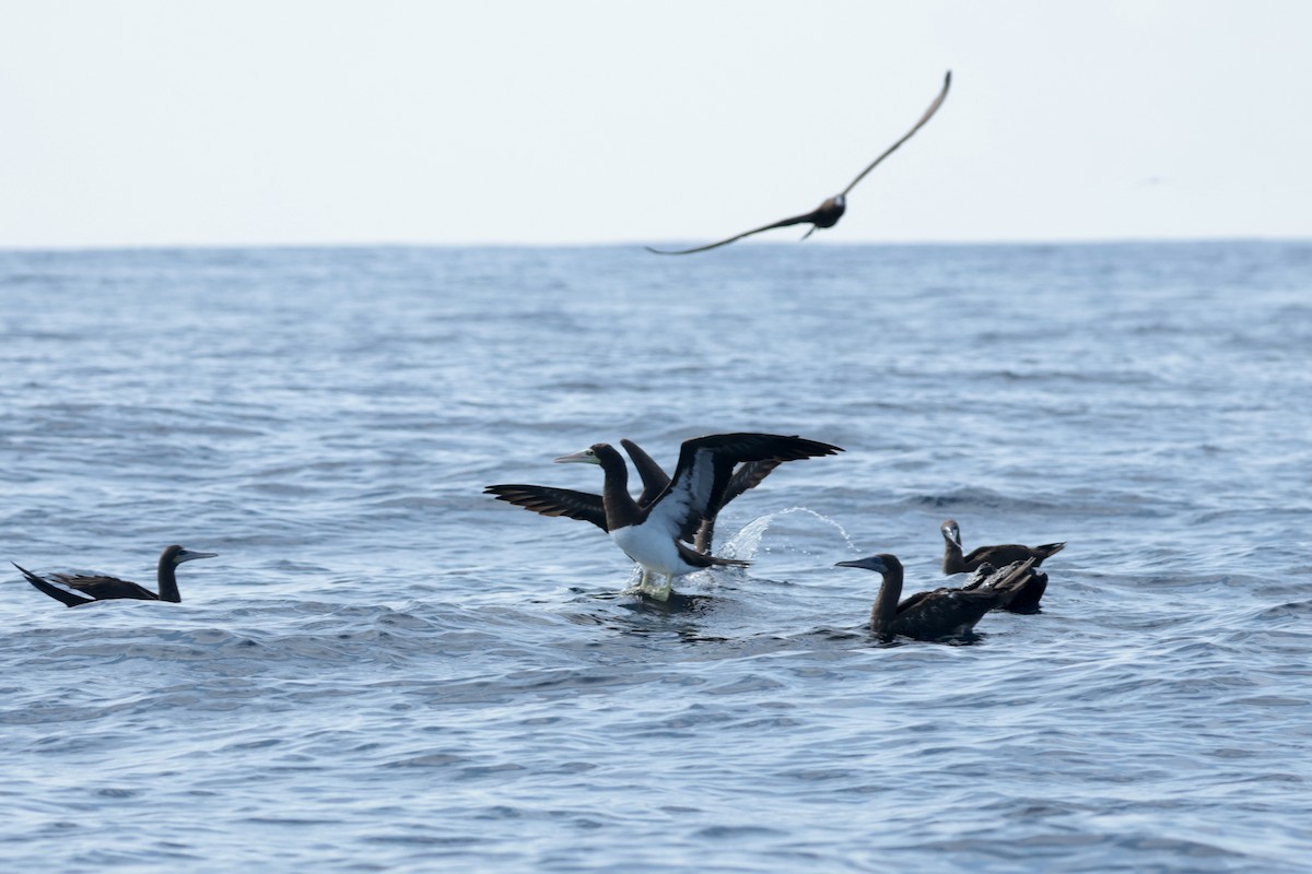 Cocos Booby - ML647204153