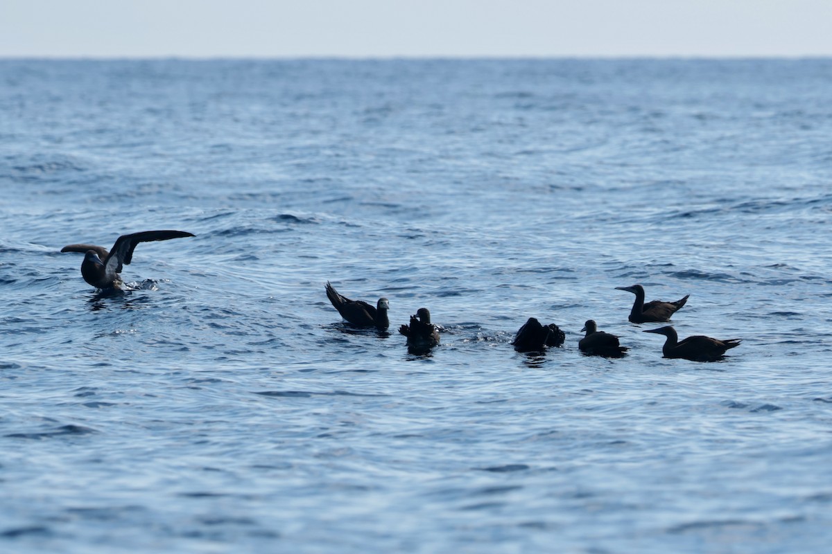 Cocos Booby - ML647204155