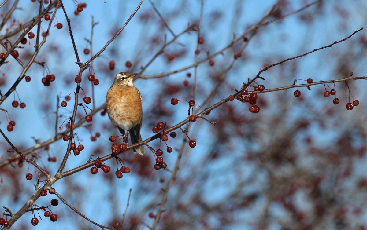 Göçmen Ardıç - ML647204156
