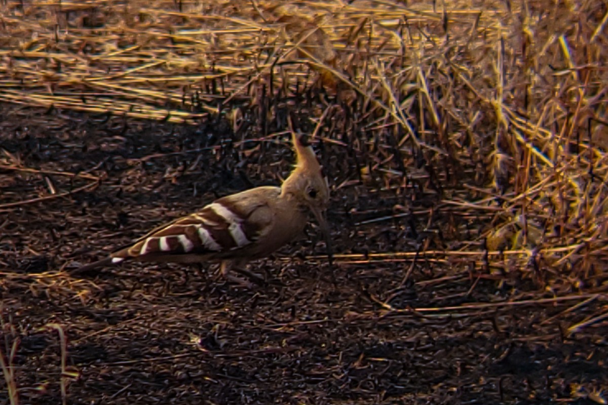 ヤツガシラ - ML647204161