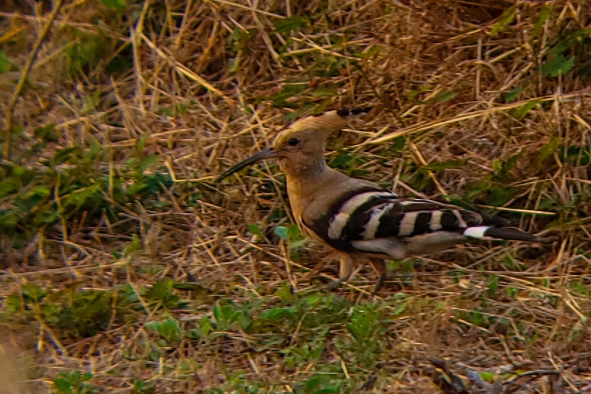 ヤツガシラ - ML647204162