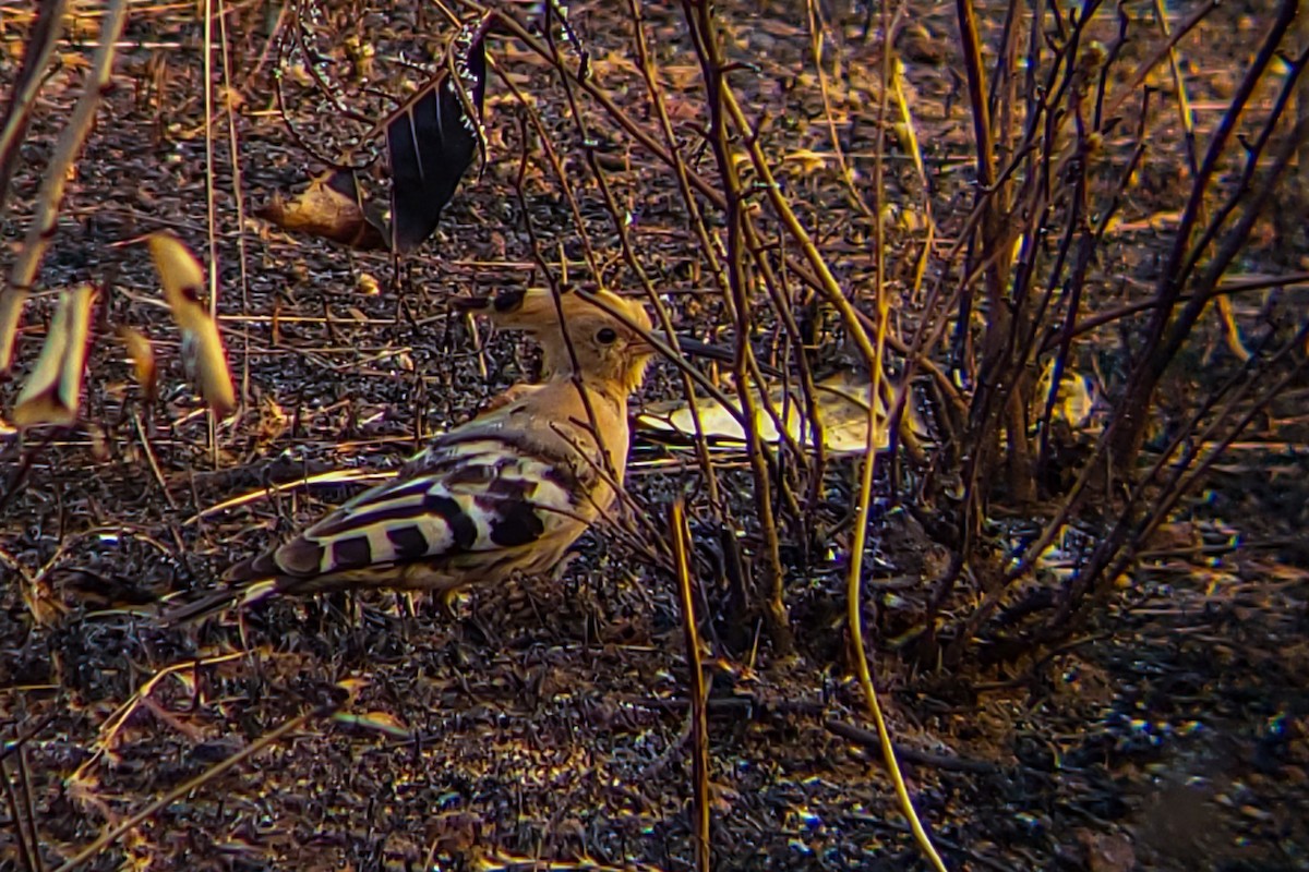 ヤツガシラ - ML647204163