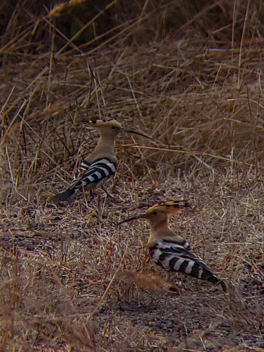 ヤツガシラ - ML647204165