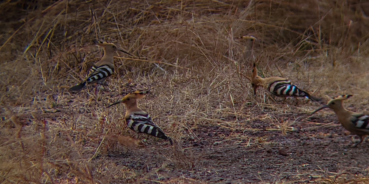 ヤツガシラ - ML647204166