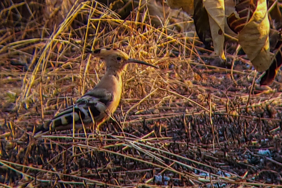 ヤツガシラ - ML647204167