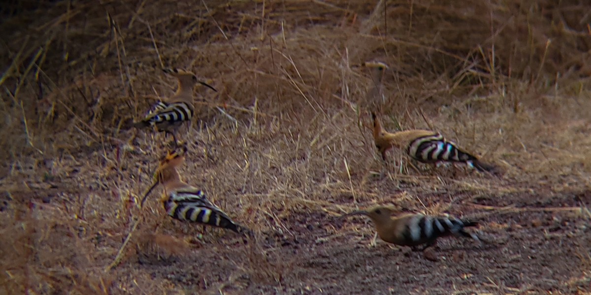 ヤツガシラ - ML647204168