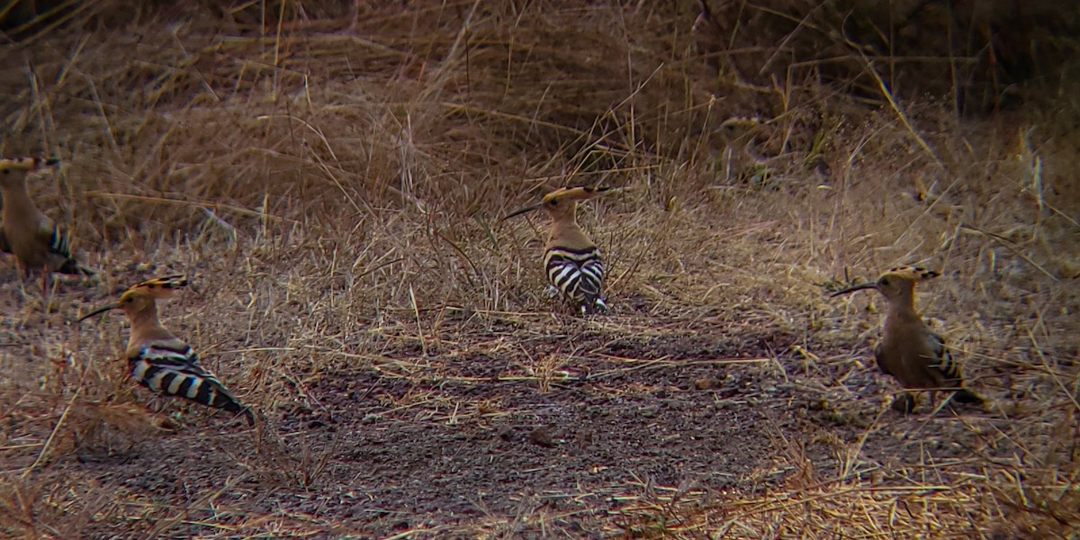 ヤツガシラ - ML647204169