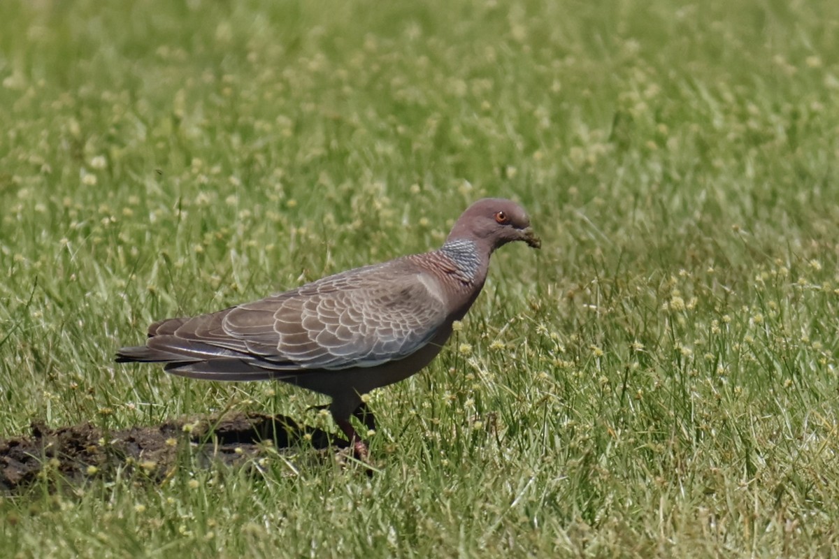 アカメバト - ML647204173