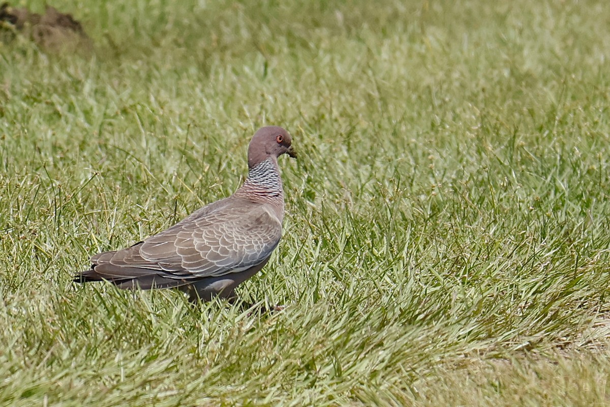 アカメバト - ML647204174