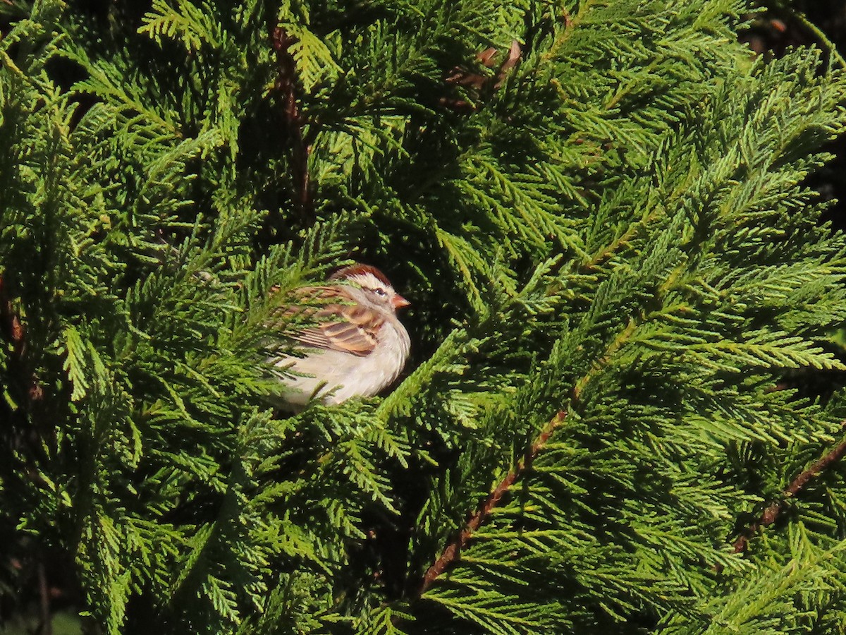 チャガシラヒメドリ - ML647204179