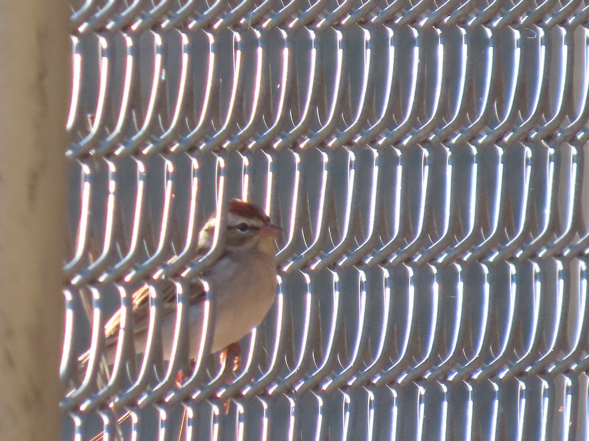 チャガシラヒメドリ - ML647204180