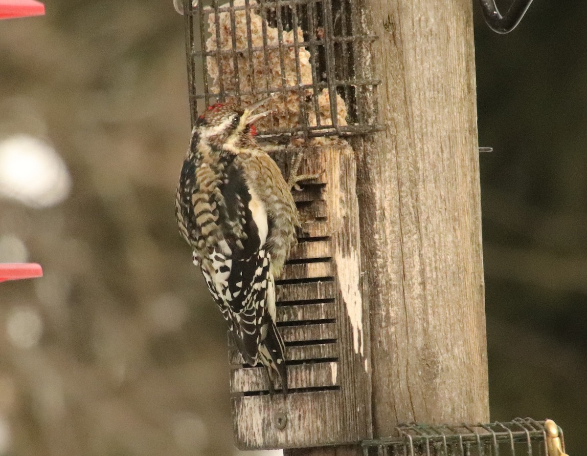 Yellow-bellied Sapsucker - ML647204181
