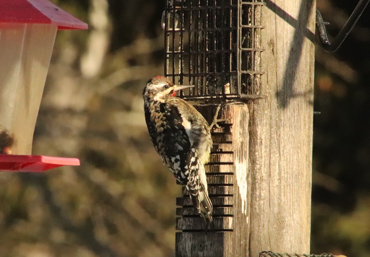 Yellow-bellied Sapsucker - ML647204182