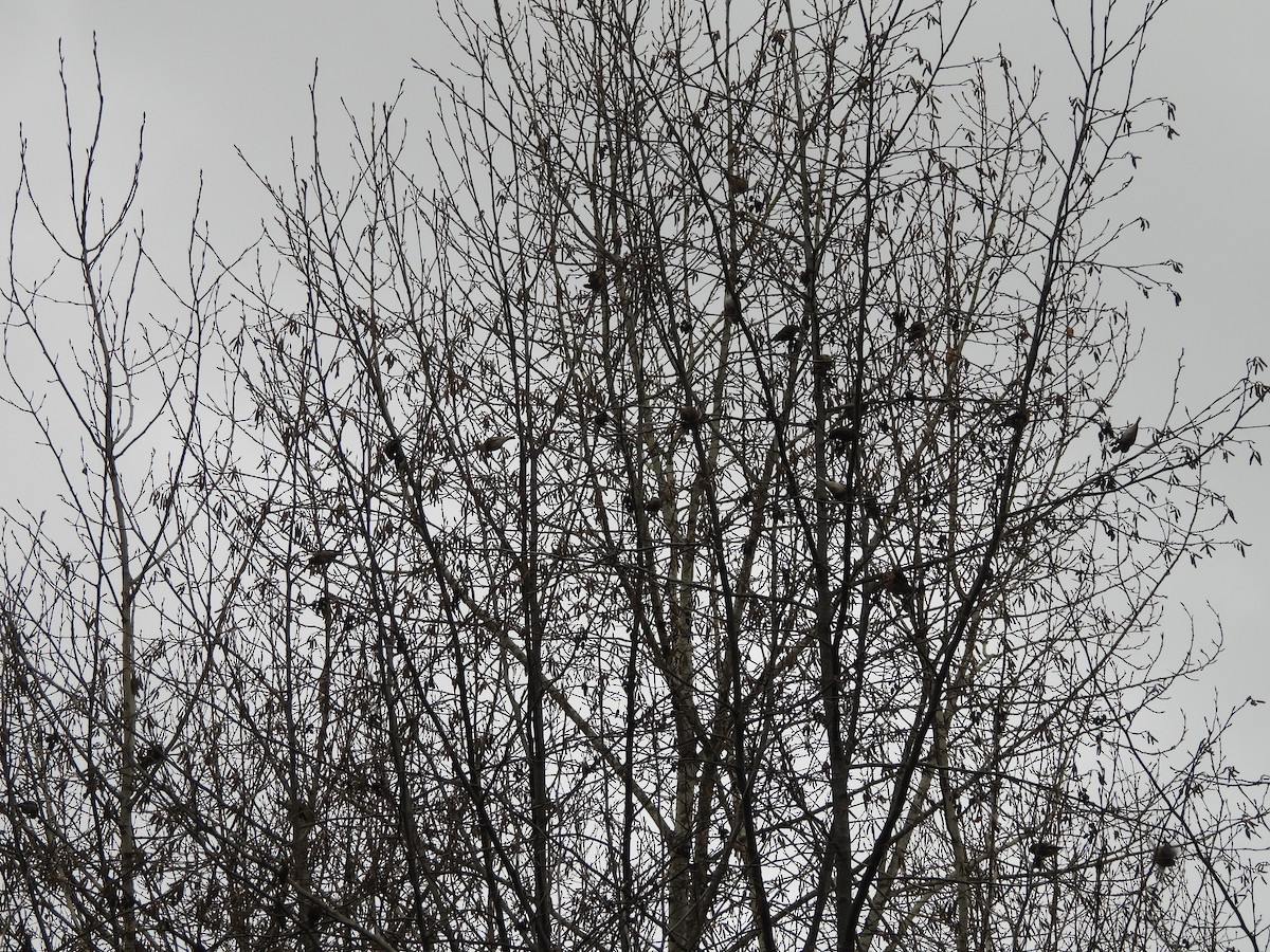 オウゴンヒワ - ML647204186