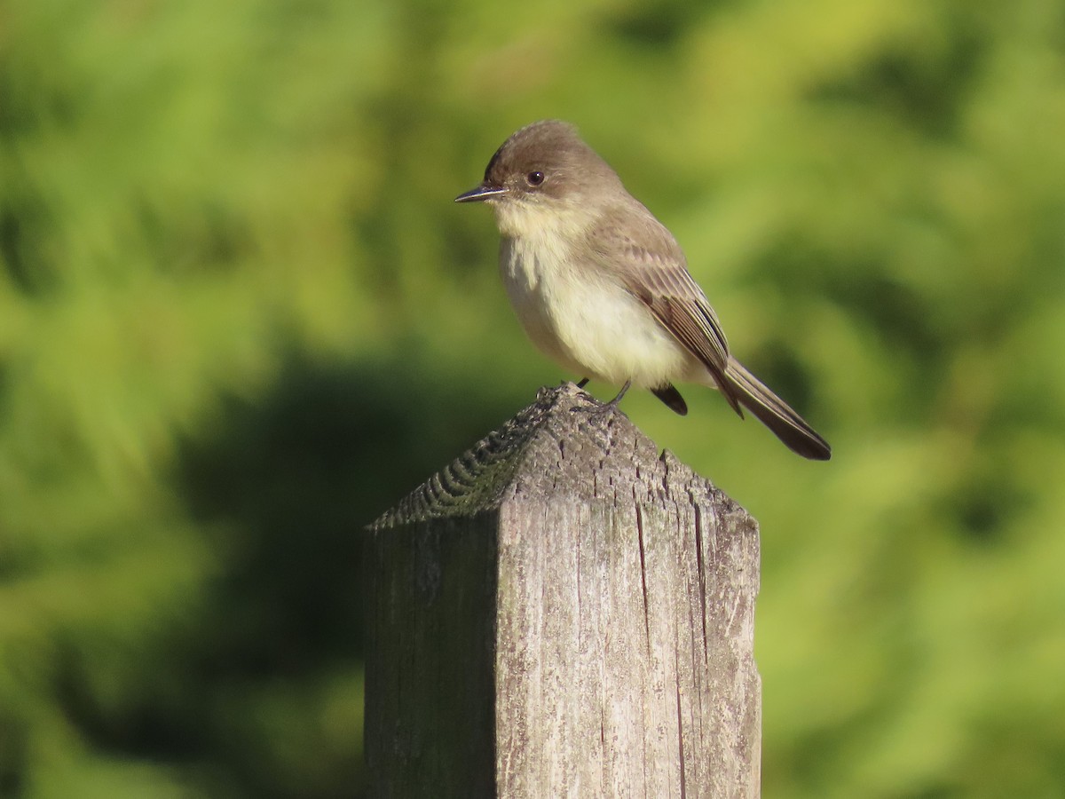 ツキヒメハエトリ - ML647204188