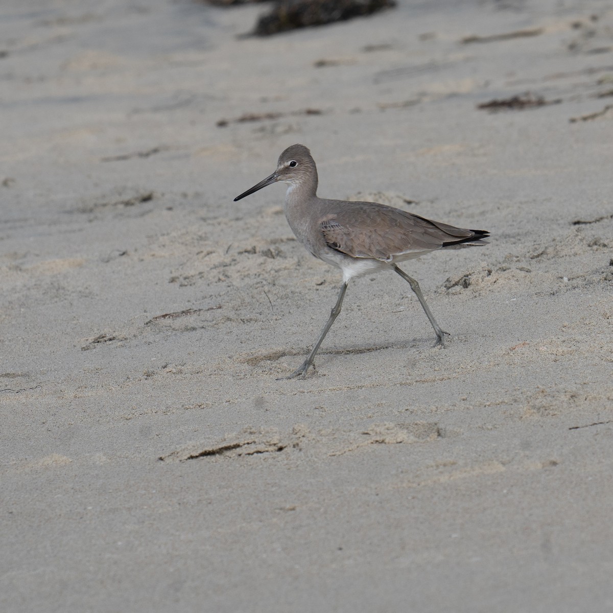 ハジロオオシギ - ML647204189