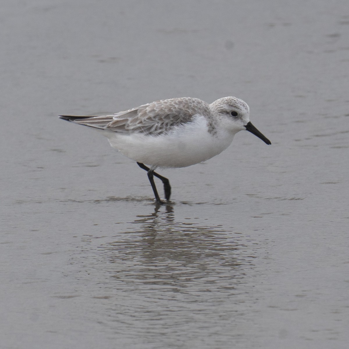 ミユビシギ - ML647204191