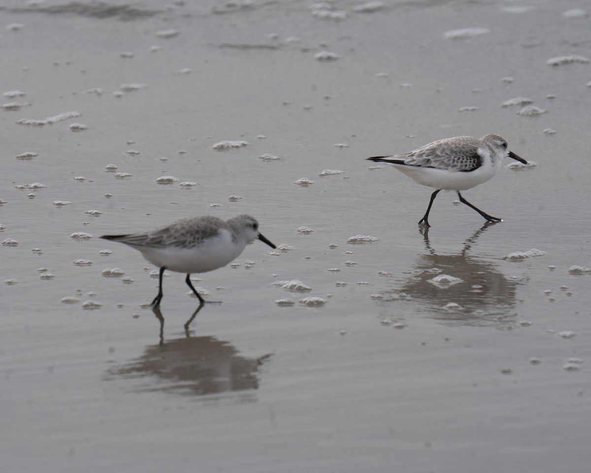 ミユビシギ - ML647204192