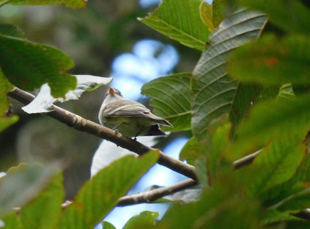 チビメジロハエトリ - ML647204193