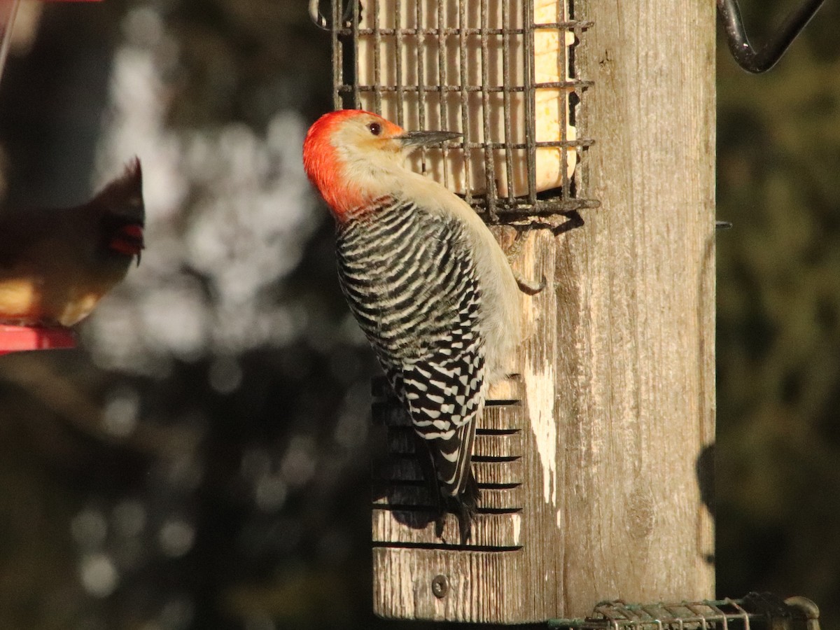 シマセゲラ - ML647204194