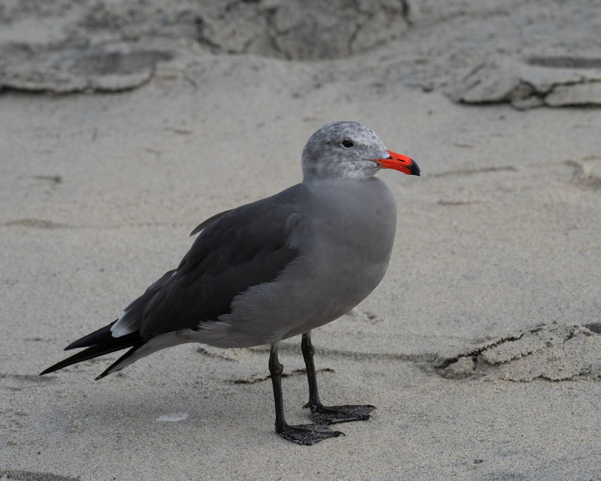 オグロカモメ - ML647204195