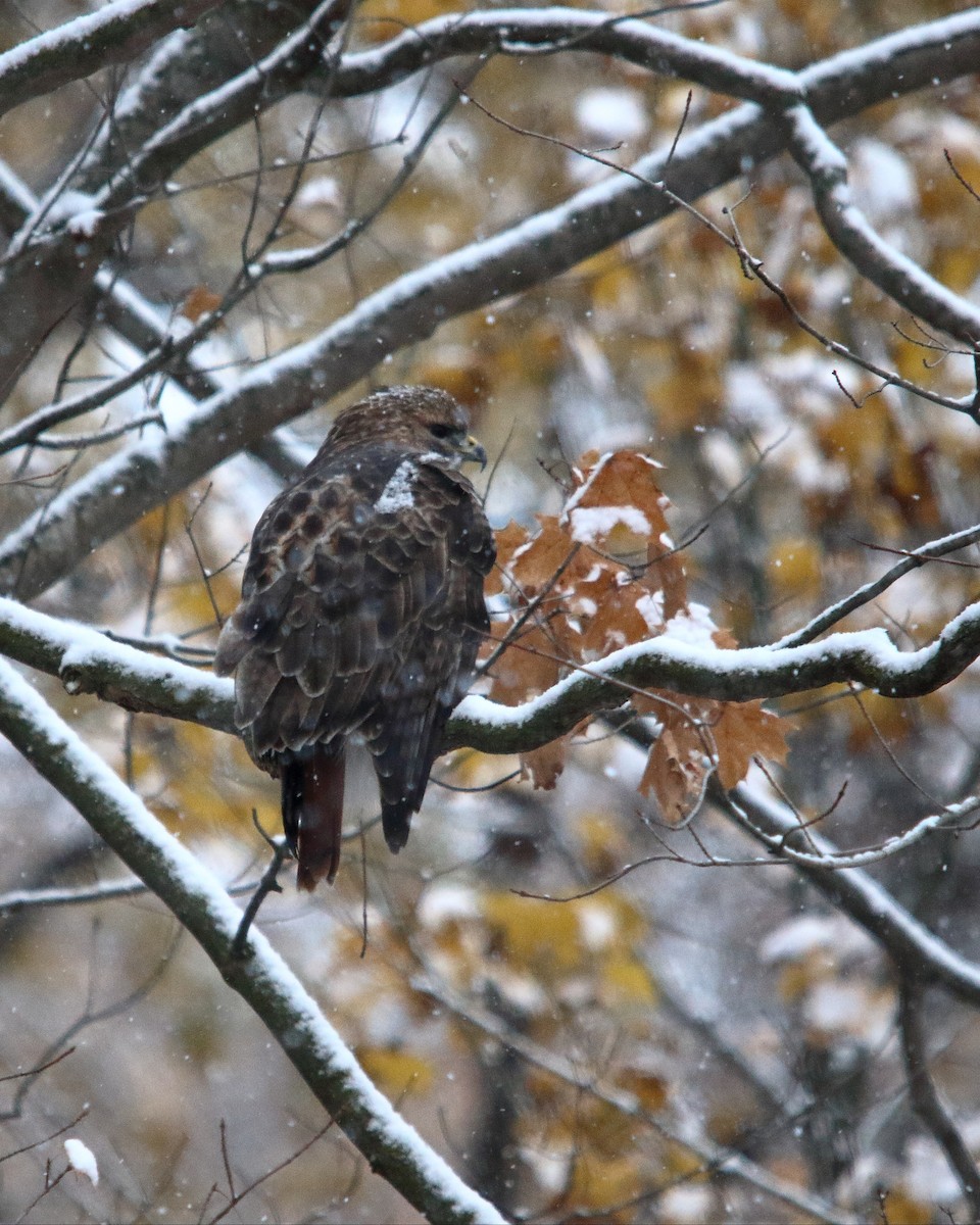 アカオノスリ - ML647204196