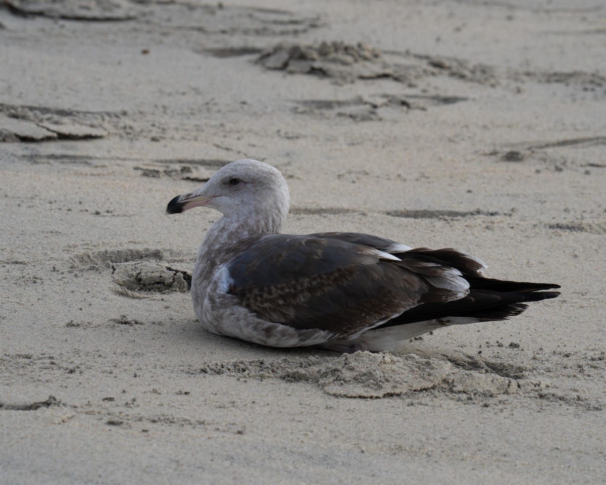 アメリカオオセグロカモメ - ML647204198