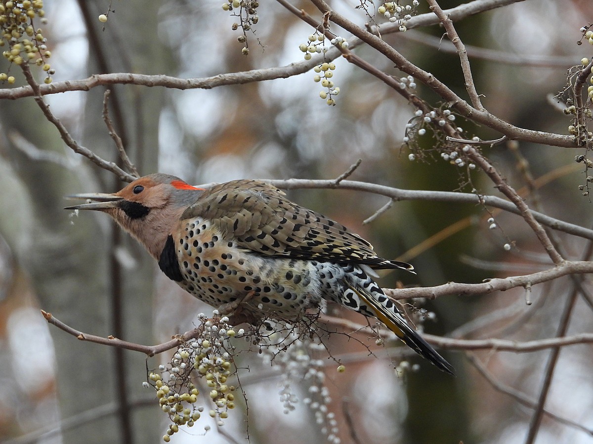 Northern Flicker - Mourad Jabra