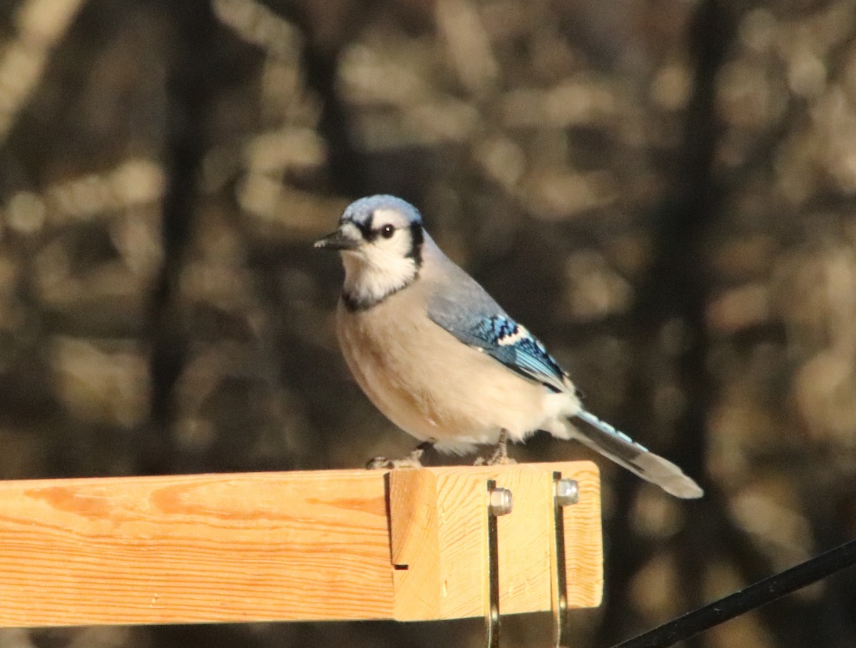 Blue Jay - ML647204207