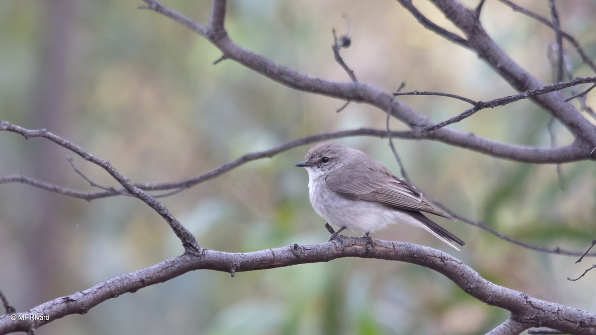 Avustalya Şakıcı Sinekkapanı - ML647204209