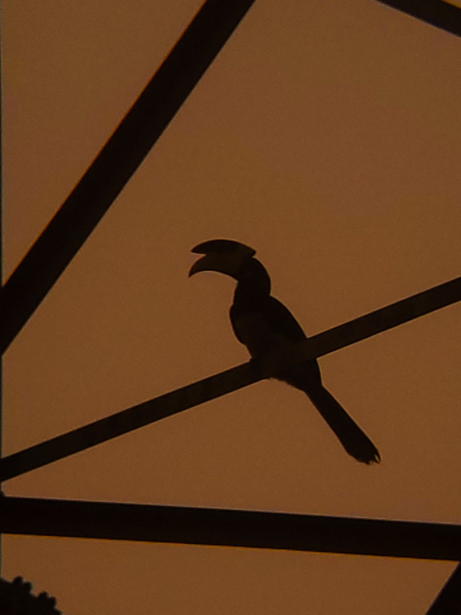 Malabar Pied-Hornbill - ML647204213