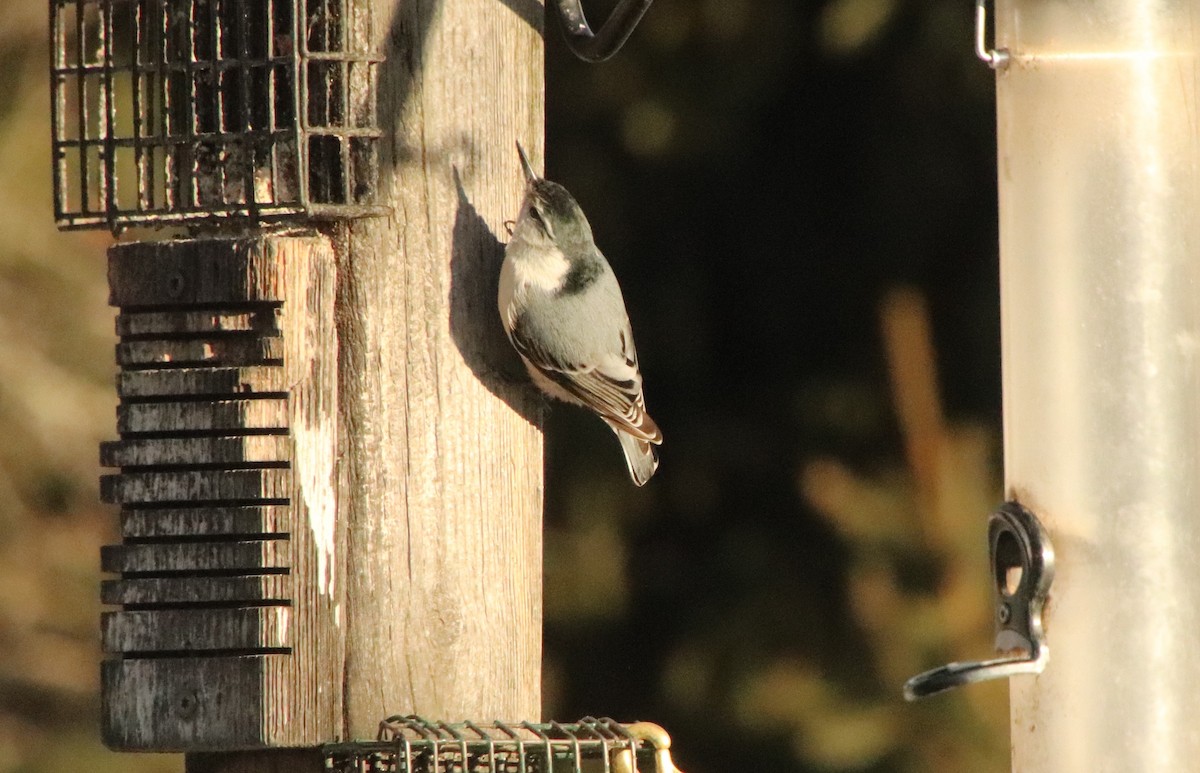 White-breasted Nuthatch - ML647204217
