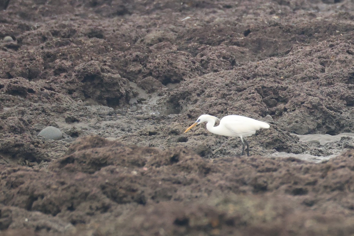 Swinhoe Ak Balıkçılı - ML647204218