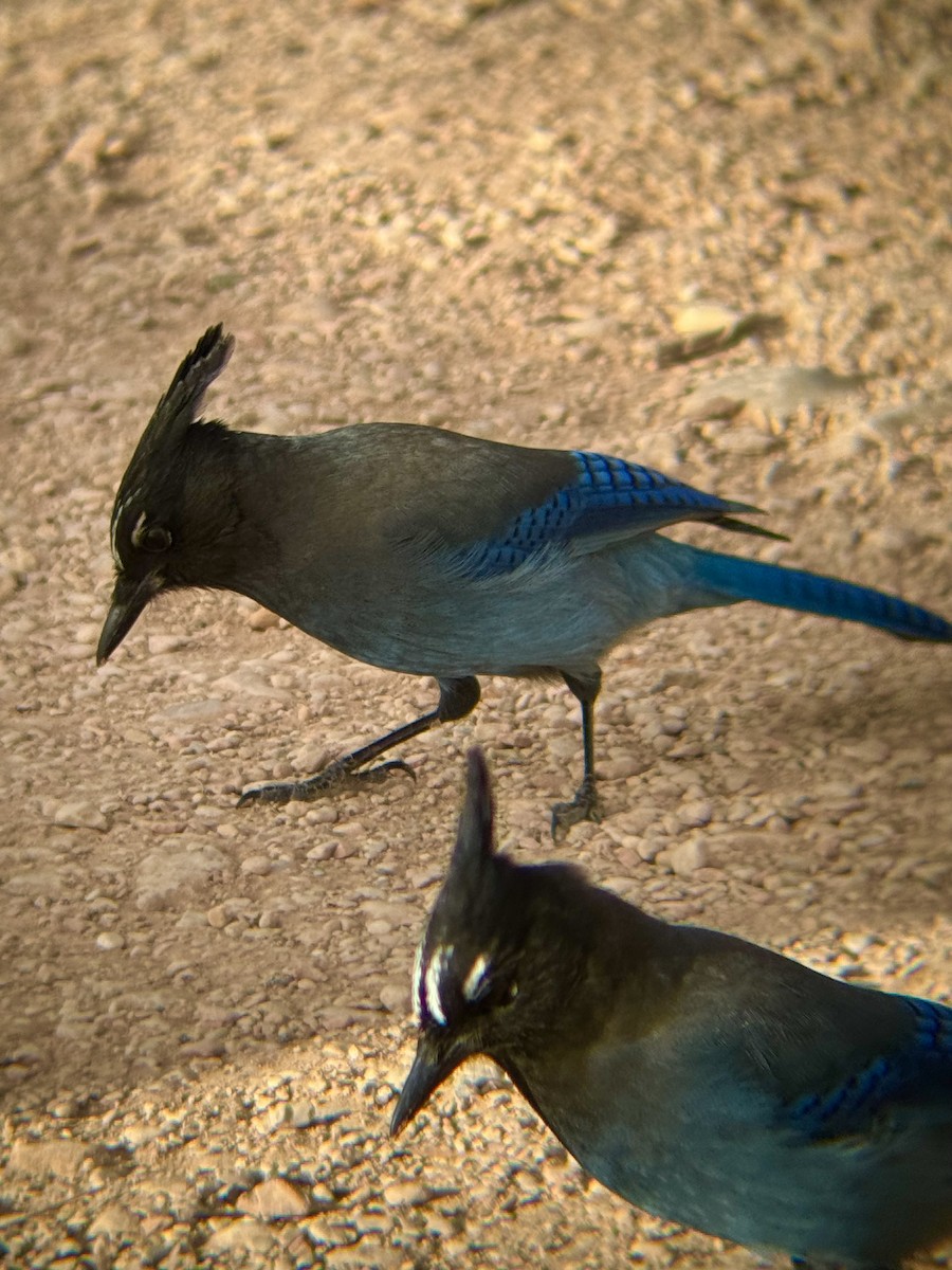 Steller Kargası - ML647204220