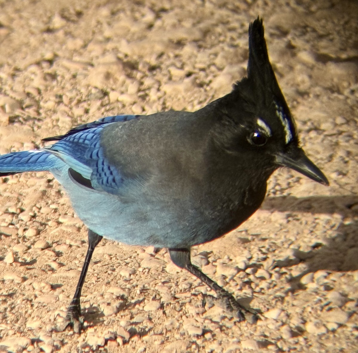 Steller Kargası - ML647204221