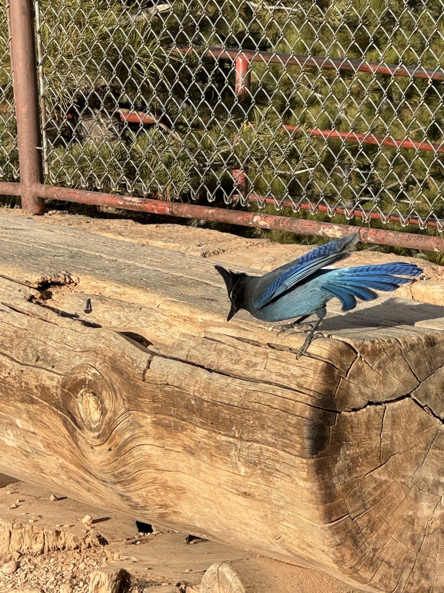 Steller Kargası - ML647204222