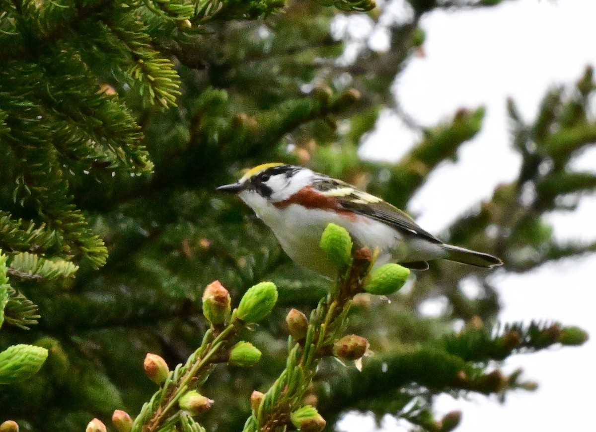 lesňáček rezavoboký - ML647204228