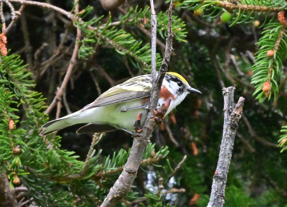 lesňáček rezavoboký - ML647204229