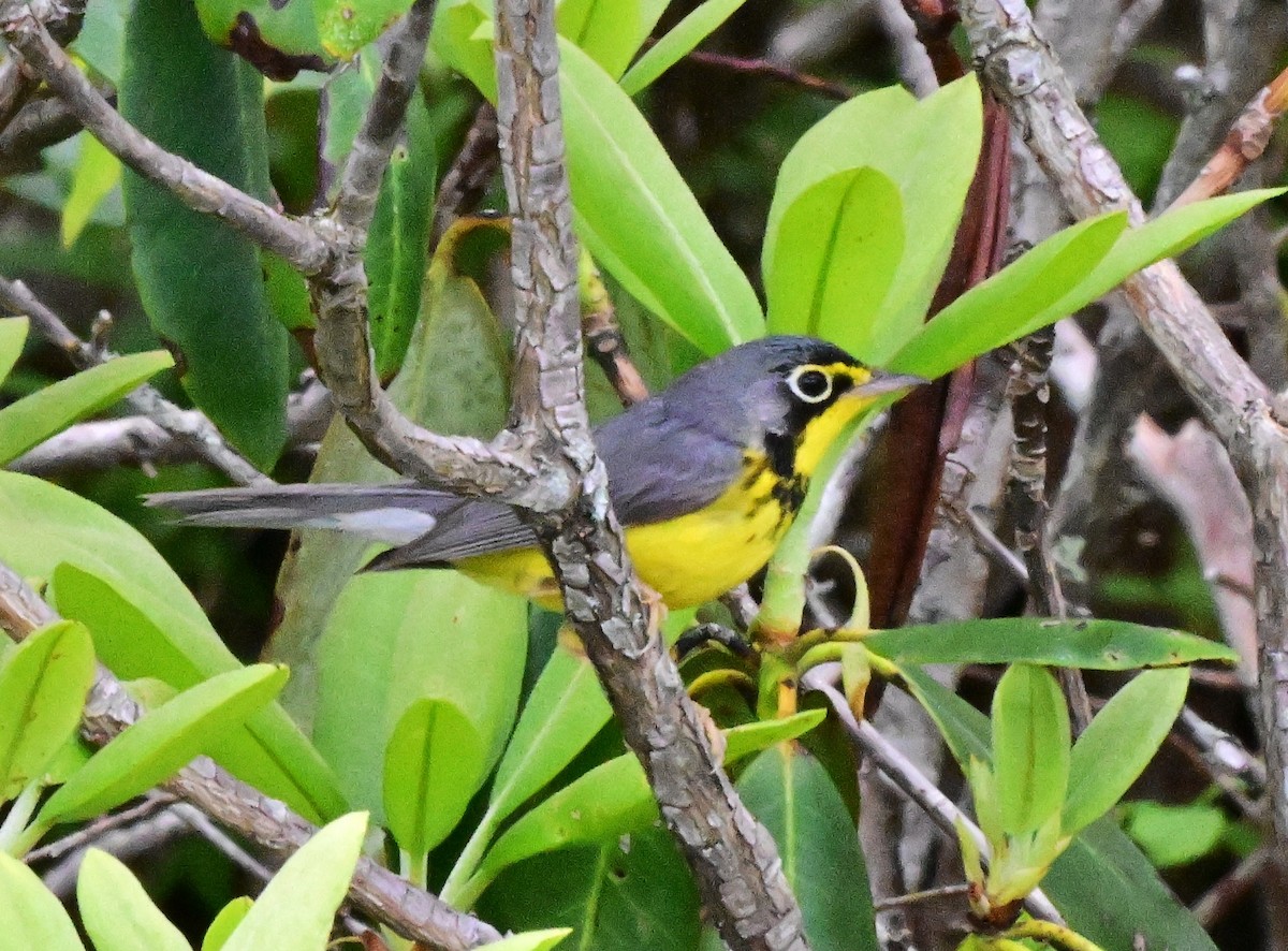 Paruline du Canada - ML647204232