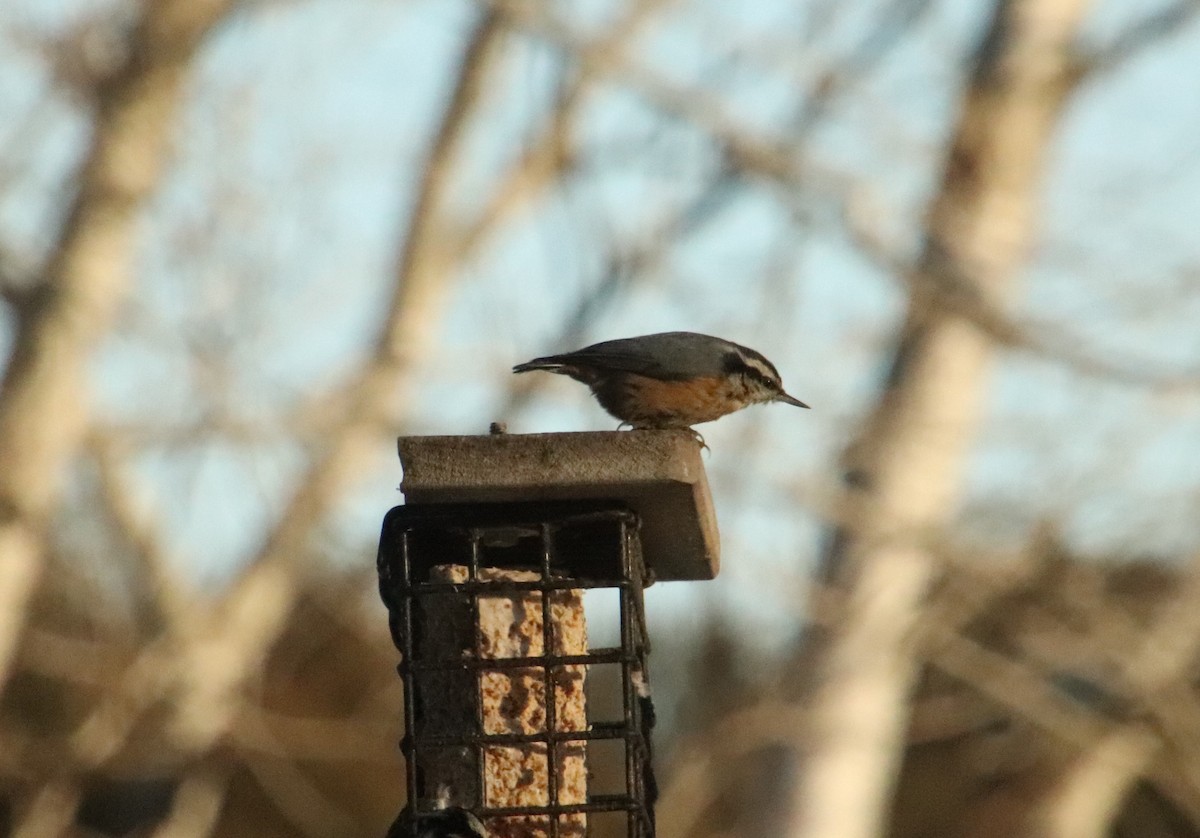 Red-breasted Nuthatch - ML647204234