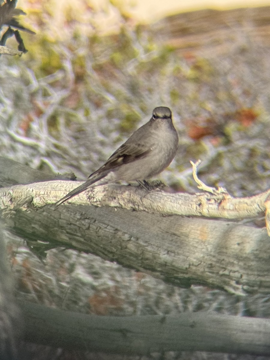 Townsend's Solitaire - ML647204239