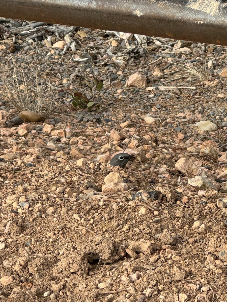Townsend's Solitaire - ML647204240