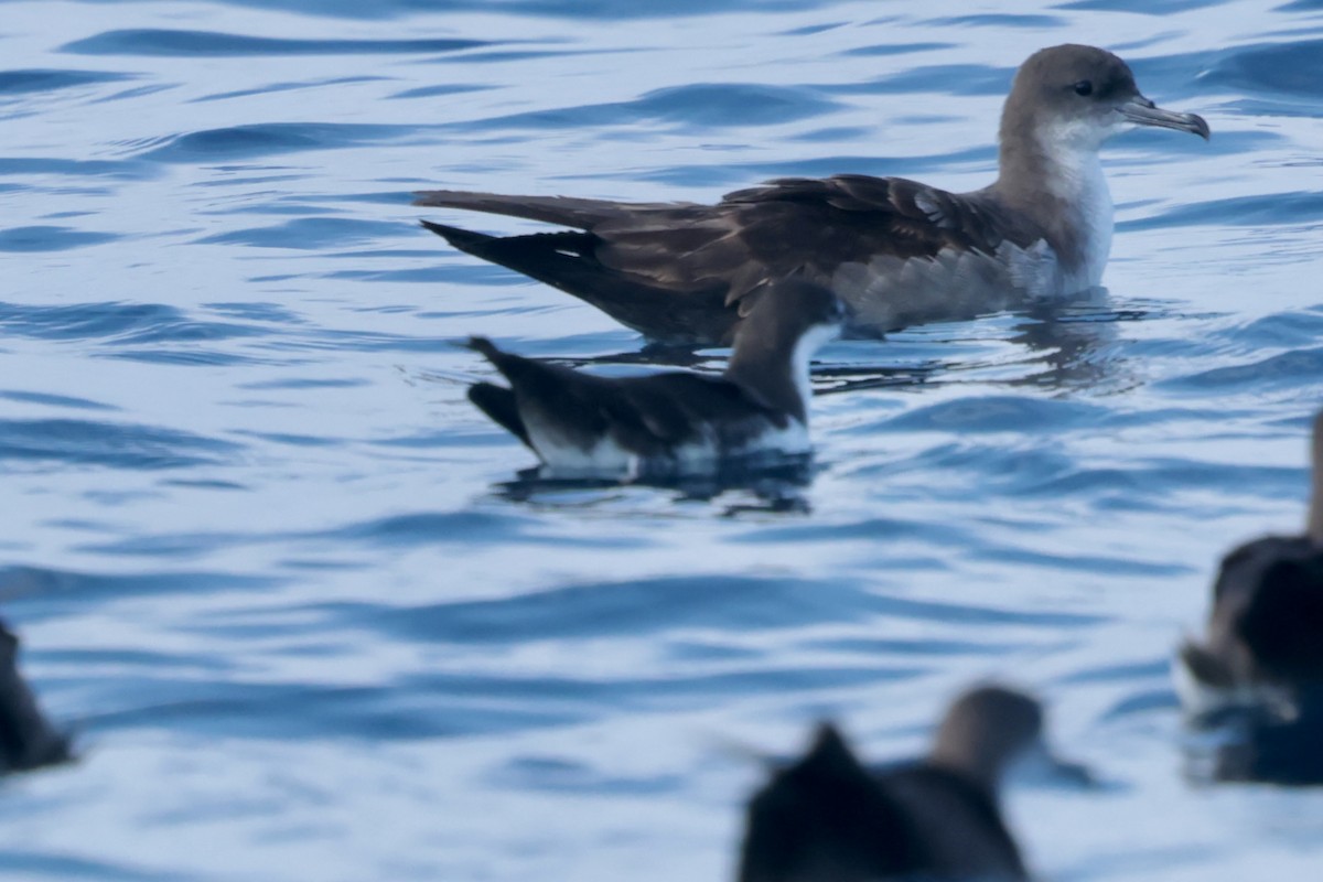 Puffin des Galapagos - ML647204241