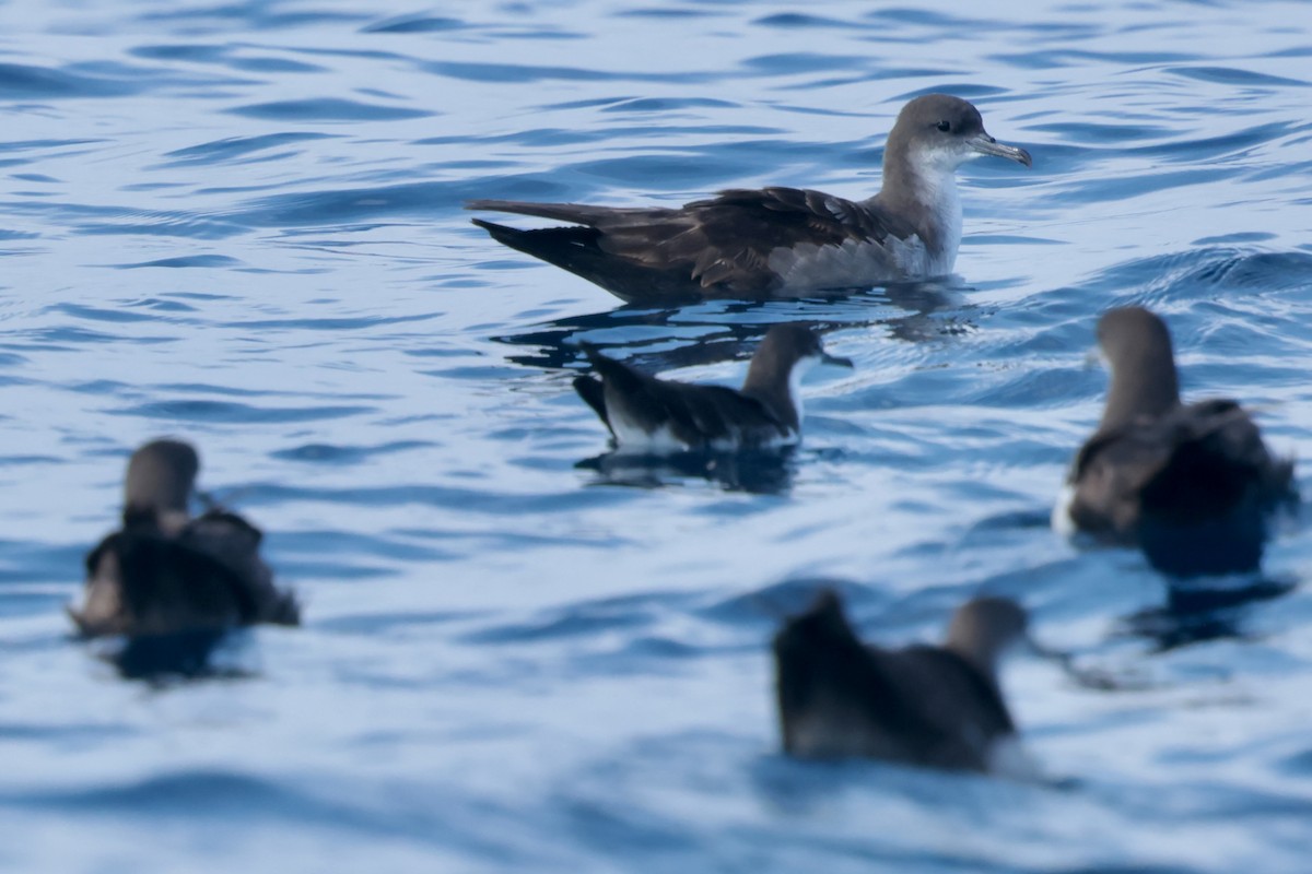 Puffin des Galapagos - ML647204242