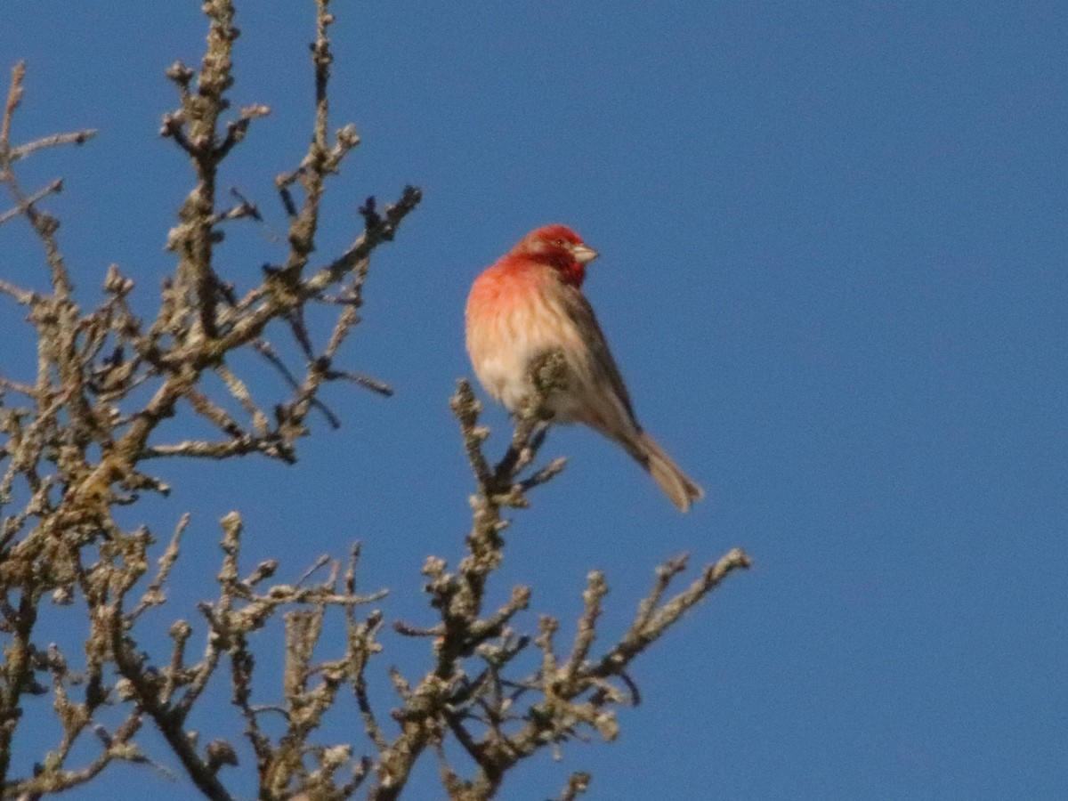 House Finch - ML647204249