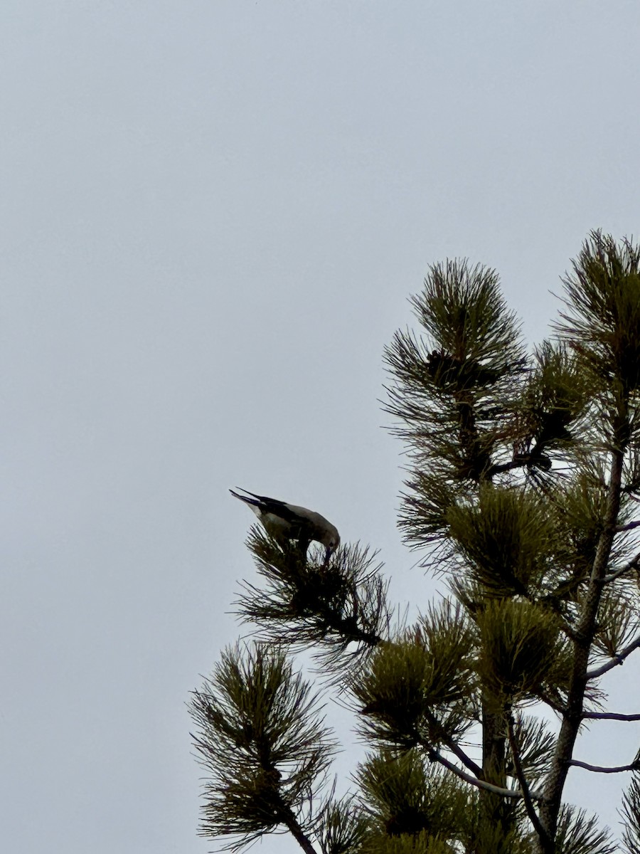 Clark's Nutcracker - ML647204254