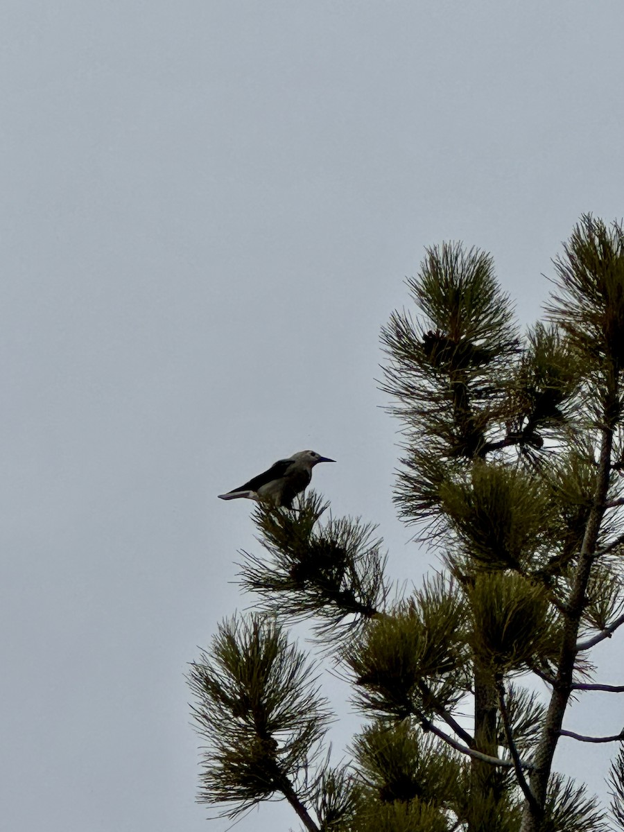 Clark's Nutcracker - ML647204256